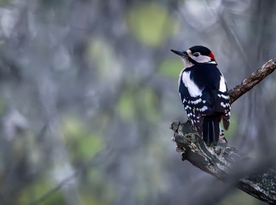 Image de l'événement Sortie ornithologique