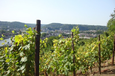 Apéro dans le vignoble du Clos bois Marie "Hautes Vignes"