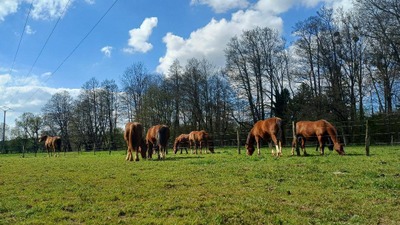 Stages d'équitation aux écuries Montessori - Vacances d'été