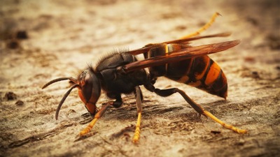 Image de l'événement Conférence sur le frelon asiatique à Court-Saint-Etienne