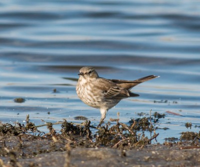 Image de l'événement Balade estivale au départ de l’Etang de Pécrot - Pécrot