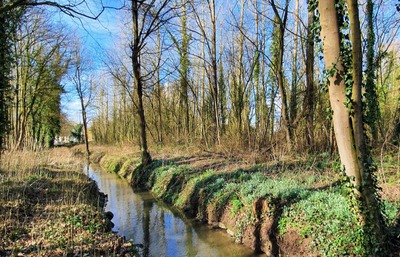 La verne Noire, témoin d'histoire et écrin de vie