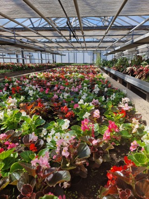 Image de l'événement Maman fleurie - Herstal