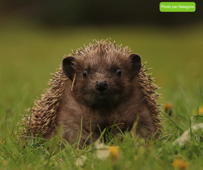 Image de l'événement Conférence sur le hérisson