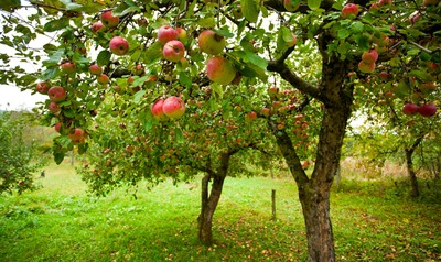 Balade guidée dans les vergers