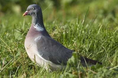 Image de l'événement AVES-Ostkantone: Herbstwanderung rund um Recht