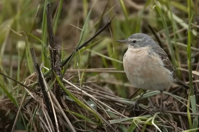Image de l'événement AVES-Ostkantone: Sänger in Wald und Flur