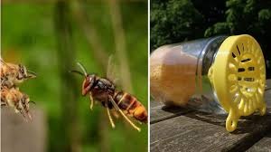 Image de l'événement Frelons asiatiques : conférence et distribution de pièges