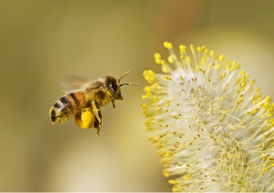 Image de l'événement Conférence apicole
